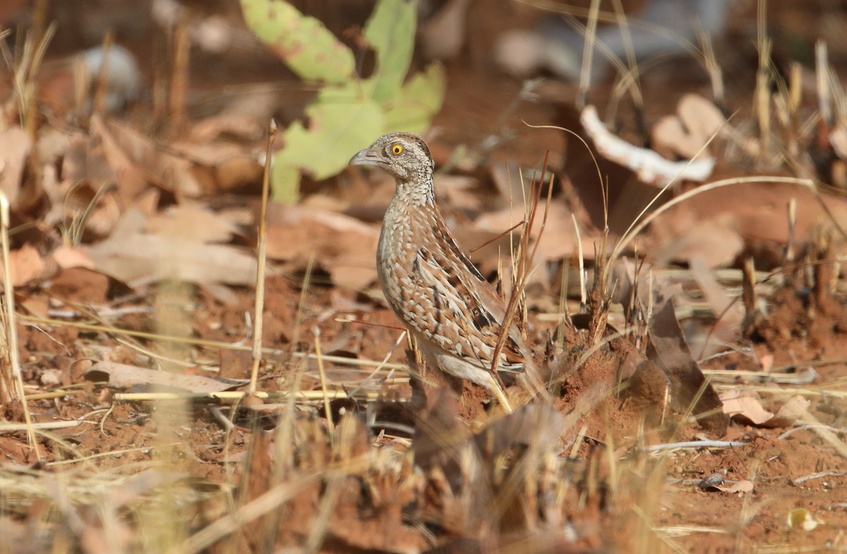 Chestnut-backed Buttonquail - ML119796691