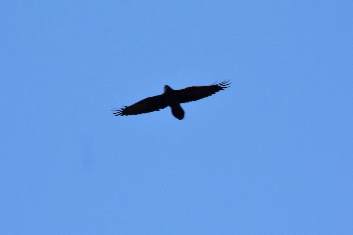 Common Raven - ML119797821