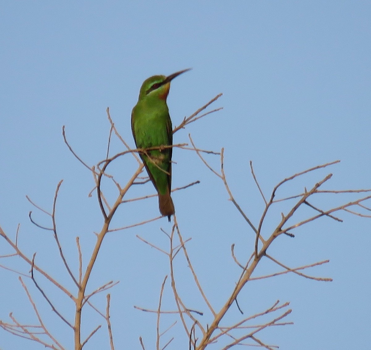 Blue-cheeked Bee-eater - Brian James