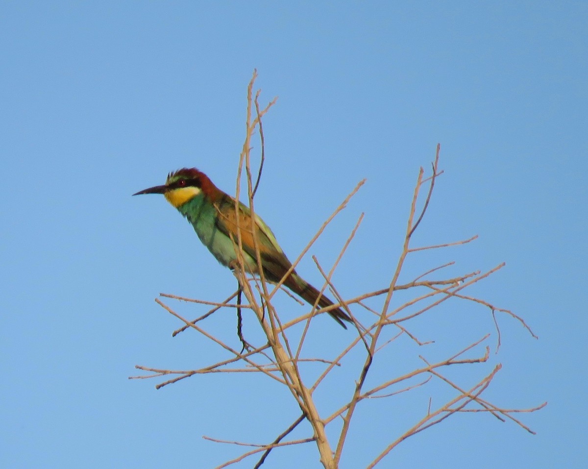 European Bee-eater - ML119799981
