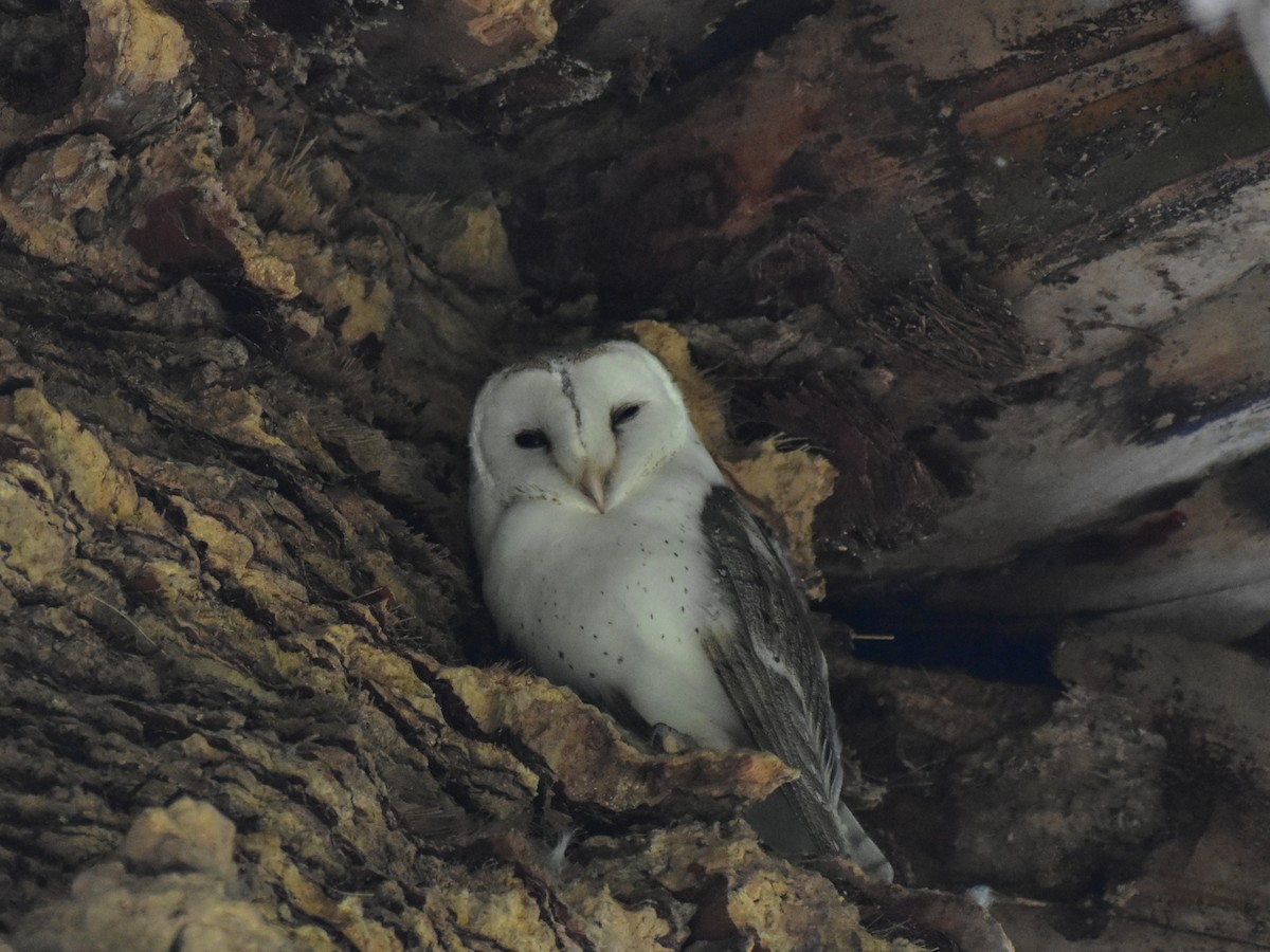 Barn Owl (Eastern) - John Wilshire