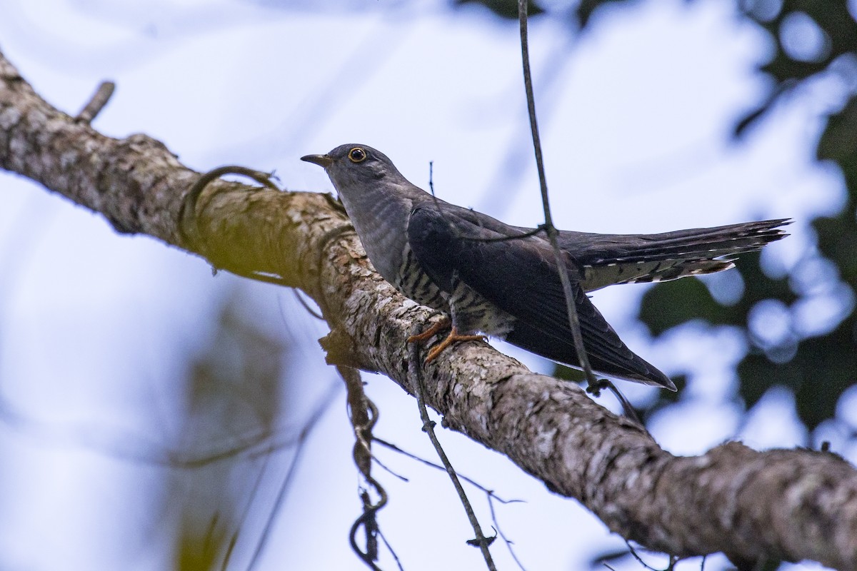 Madagascar Cuckoo - ML119808111