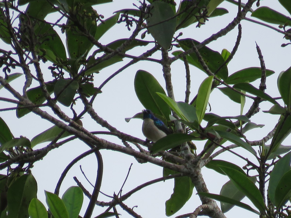 Violet-tailed Sunbird - ML119808961