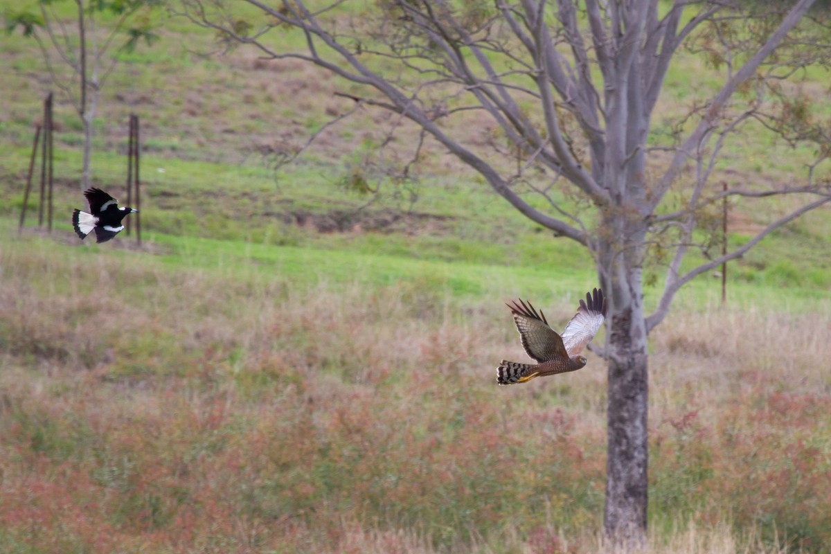 Spotted Harrier - ML119810051
