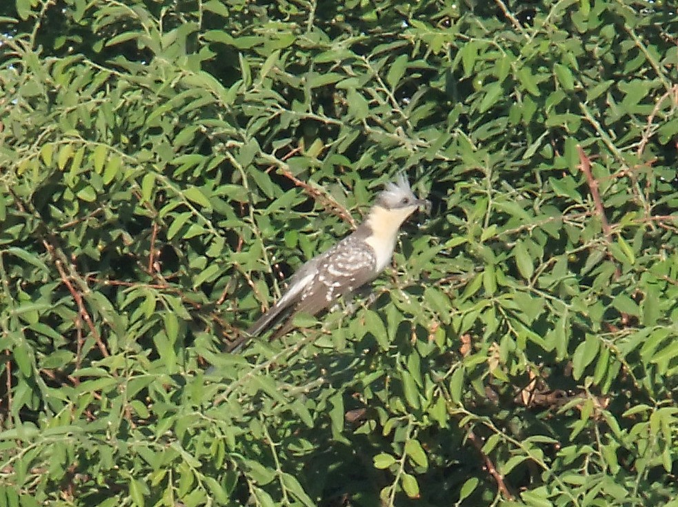 Great Spotted Cuckoo - Kevin Shackleton