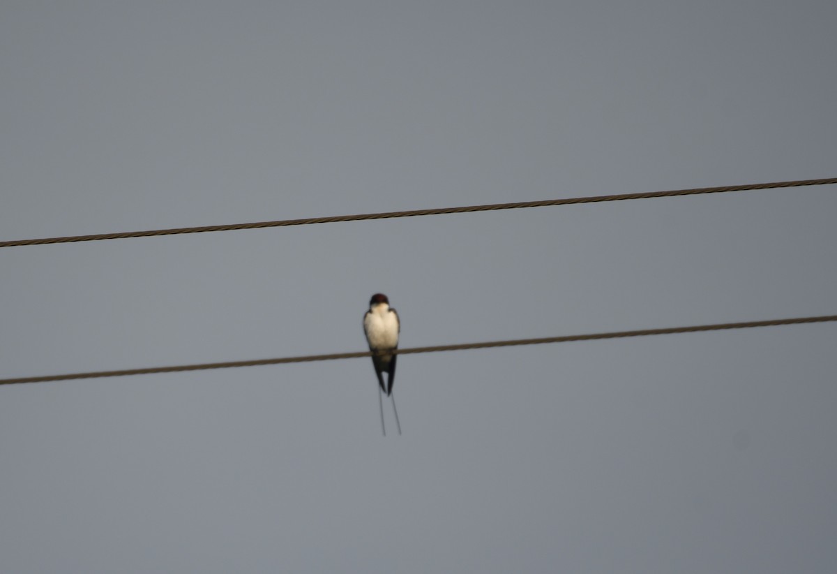 Wire-tailed Swallow - ML119812111