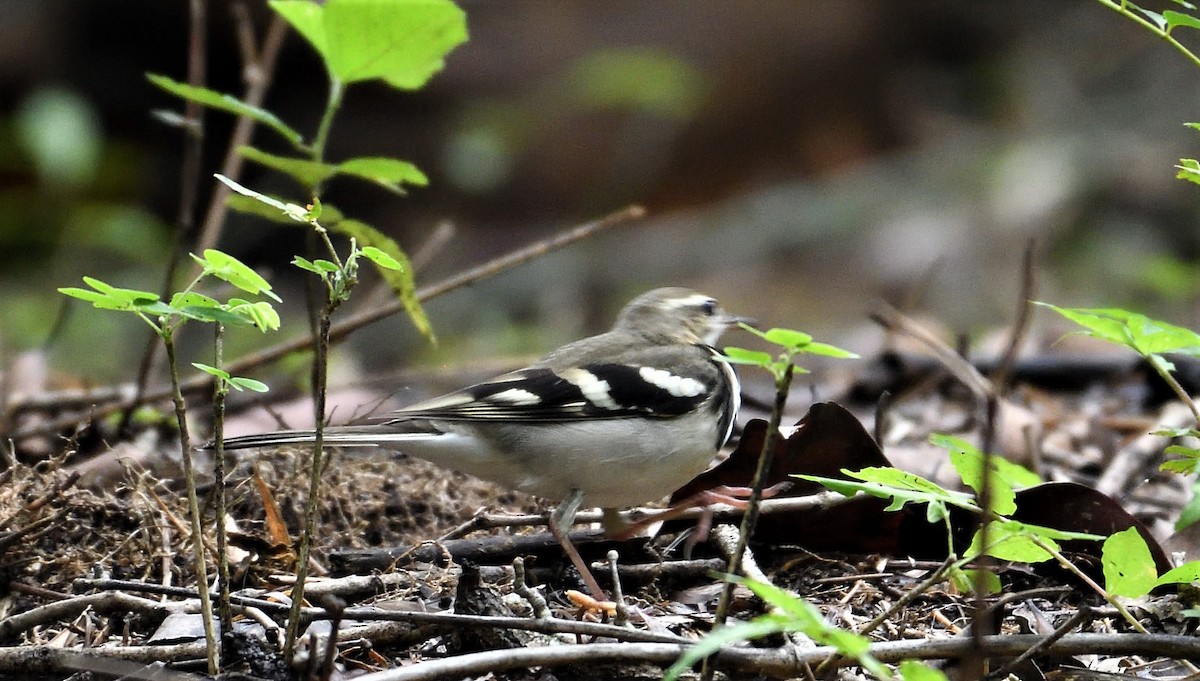 Forest Wagtail - VIJAY S