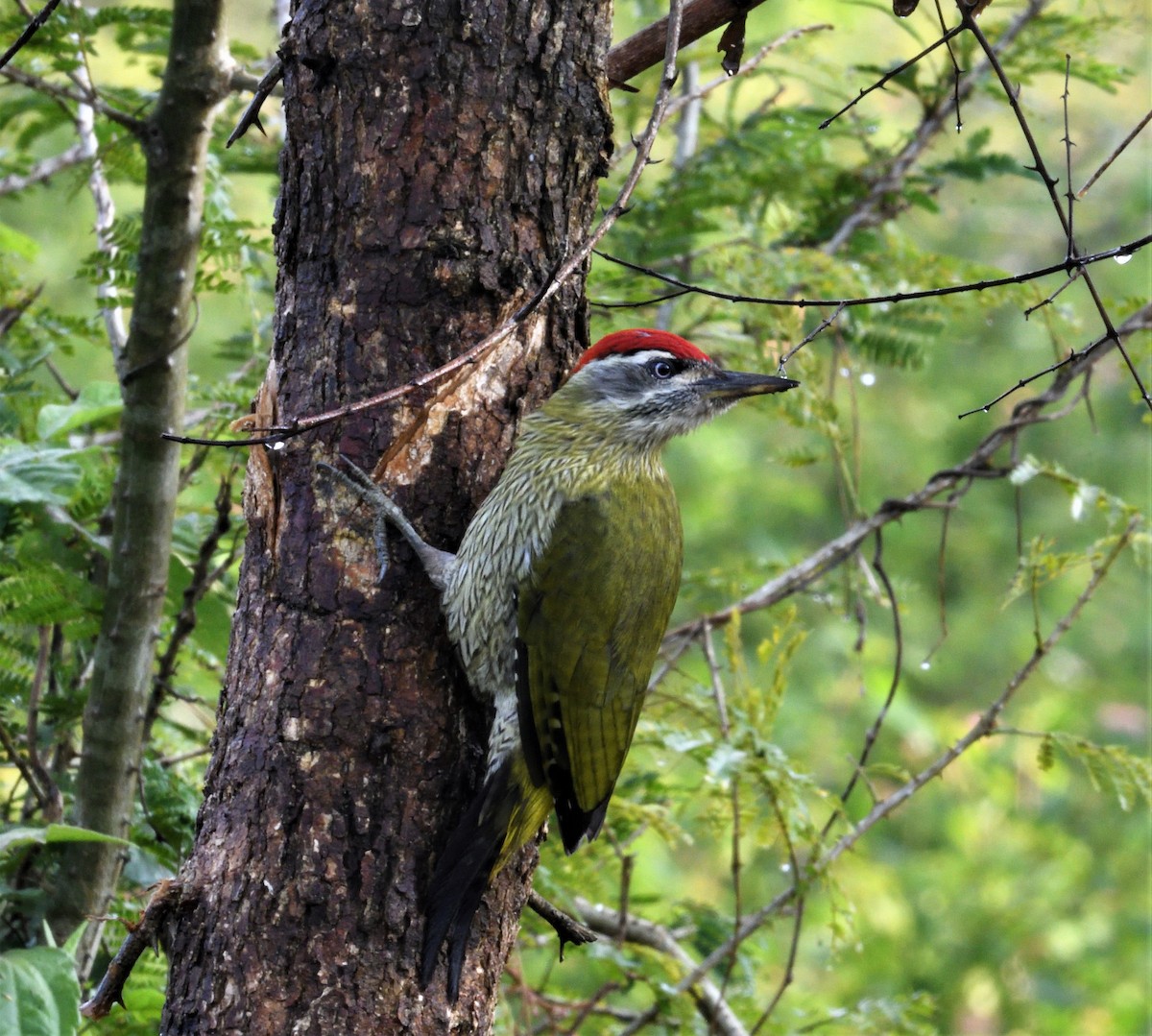 Streak-throated Woodpecker - VIJAY S