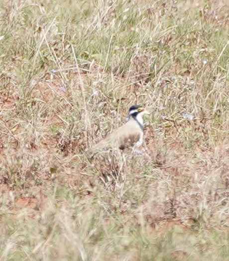 Banded Lapwing - ML119813701