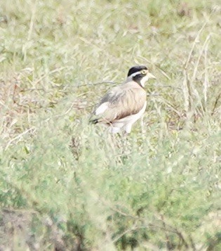 Banded Lapwing - ML119813731