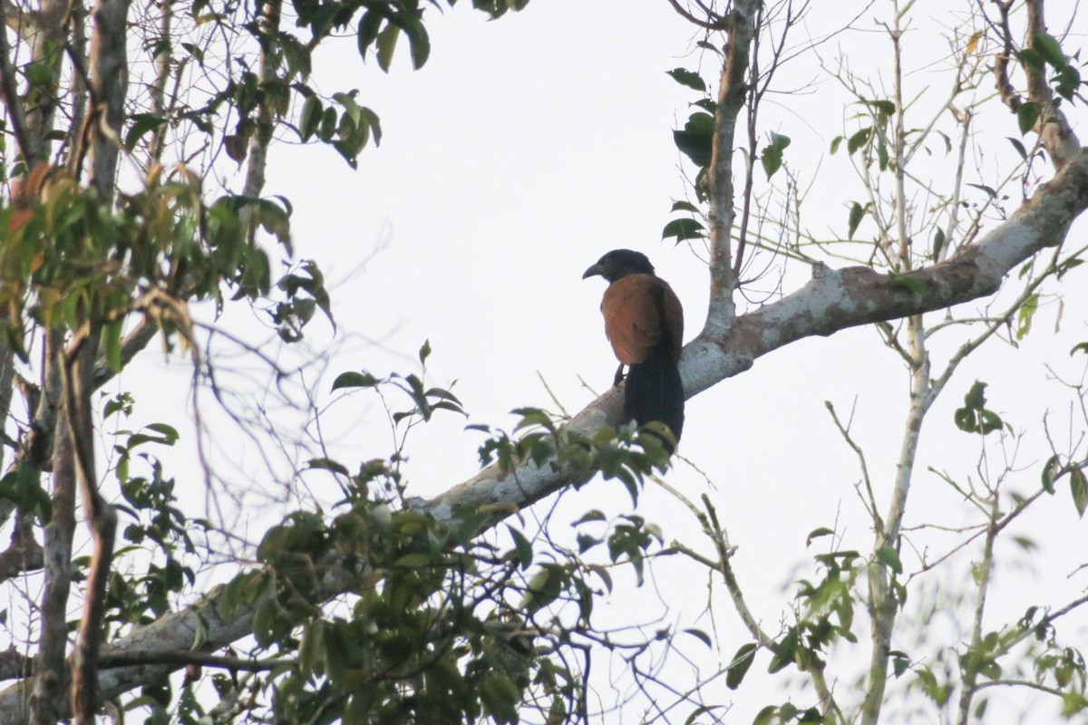 Short-toed Coucal - ML119816531