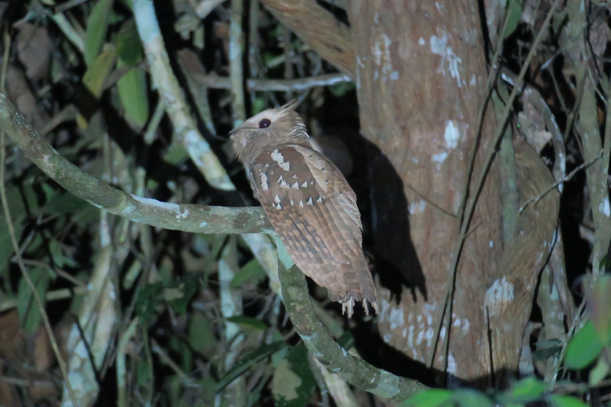 Large Frogmouth - ML119816651