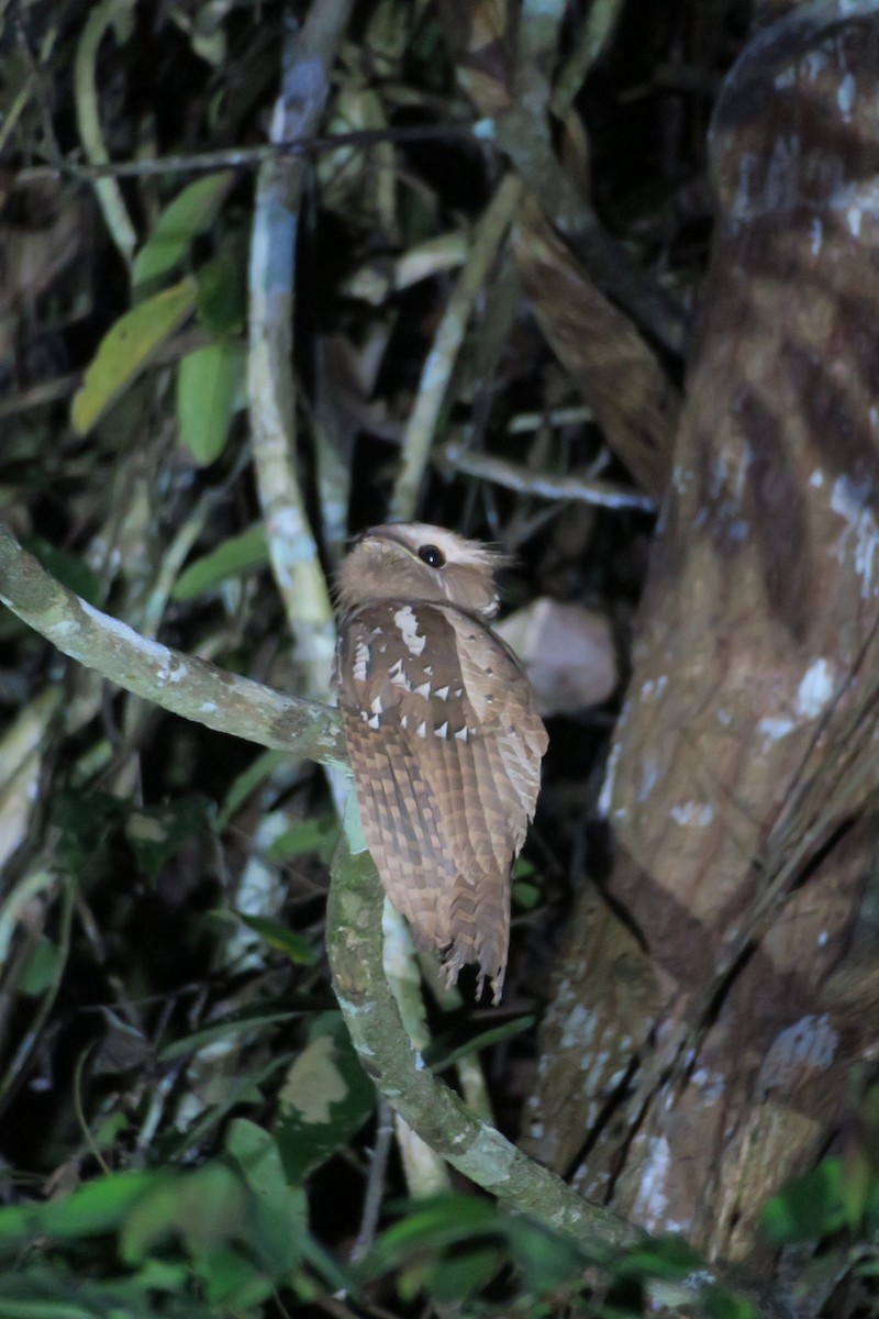 Large Frogmouth - ML119816691