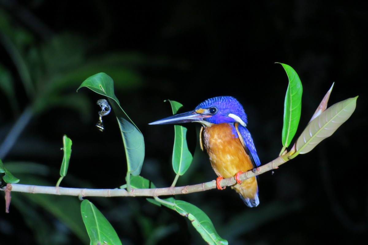 Blue-eared Kingfisher - ML119816861