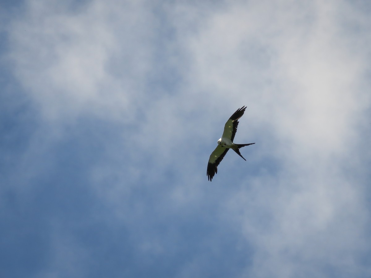 Swallow-tailed Kite - ML119817751