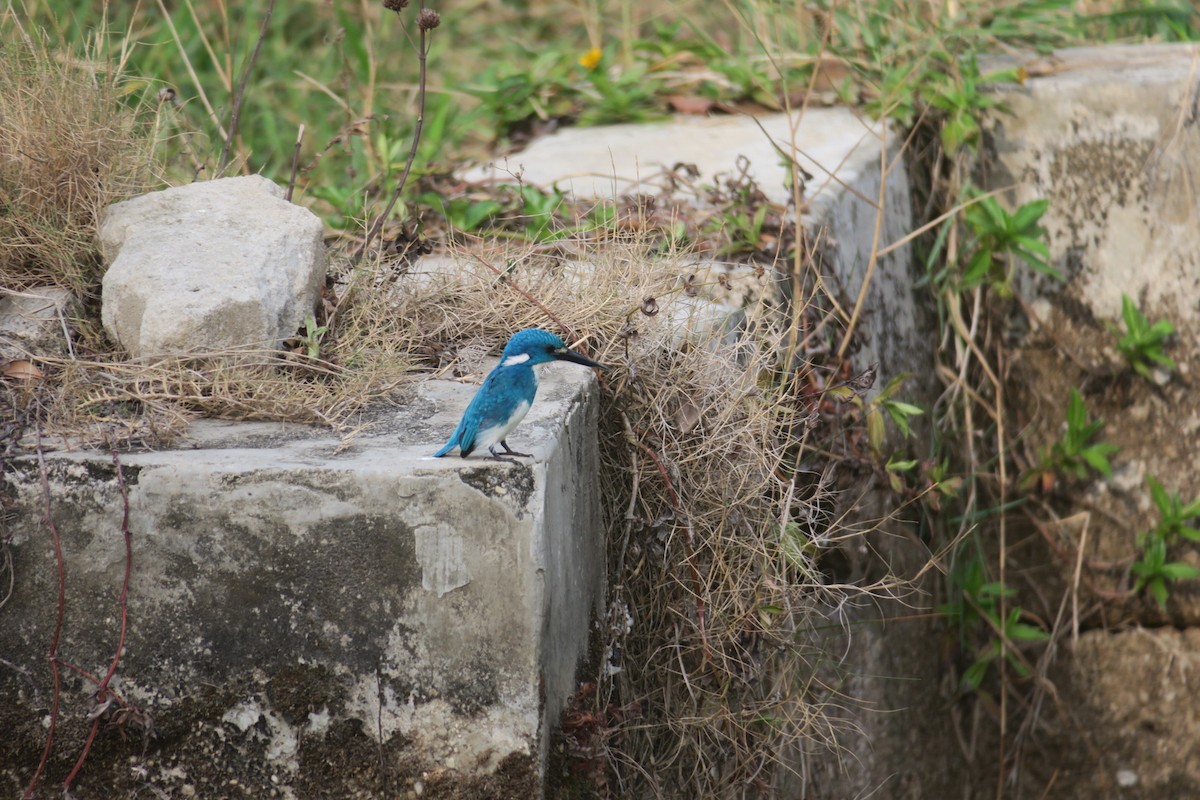 Small Blue Kingfisher - ML119818081