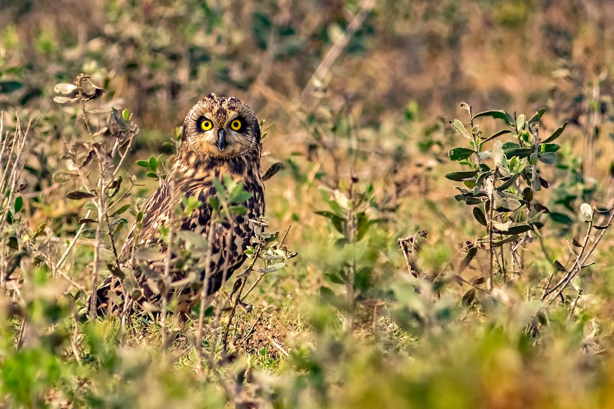 Short-eared Owl - Kavi Nanda