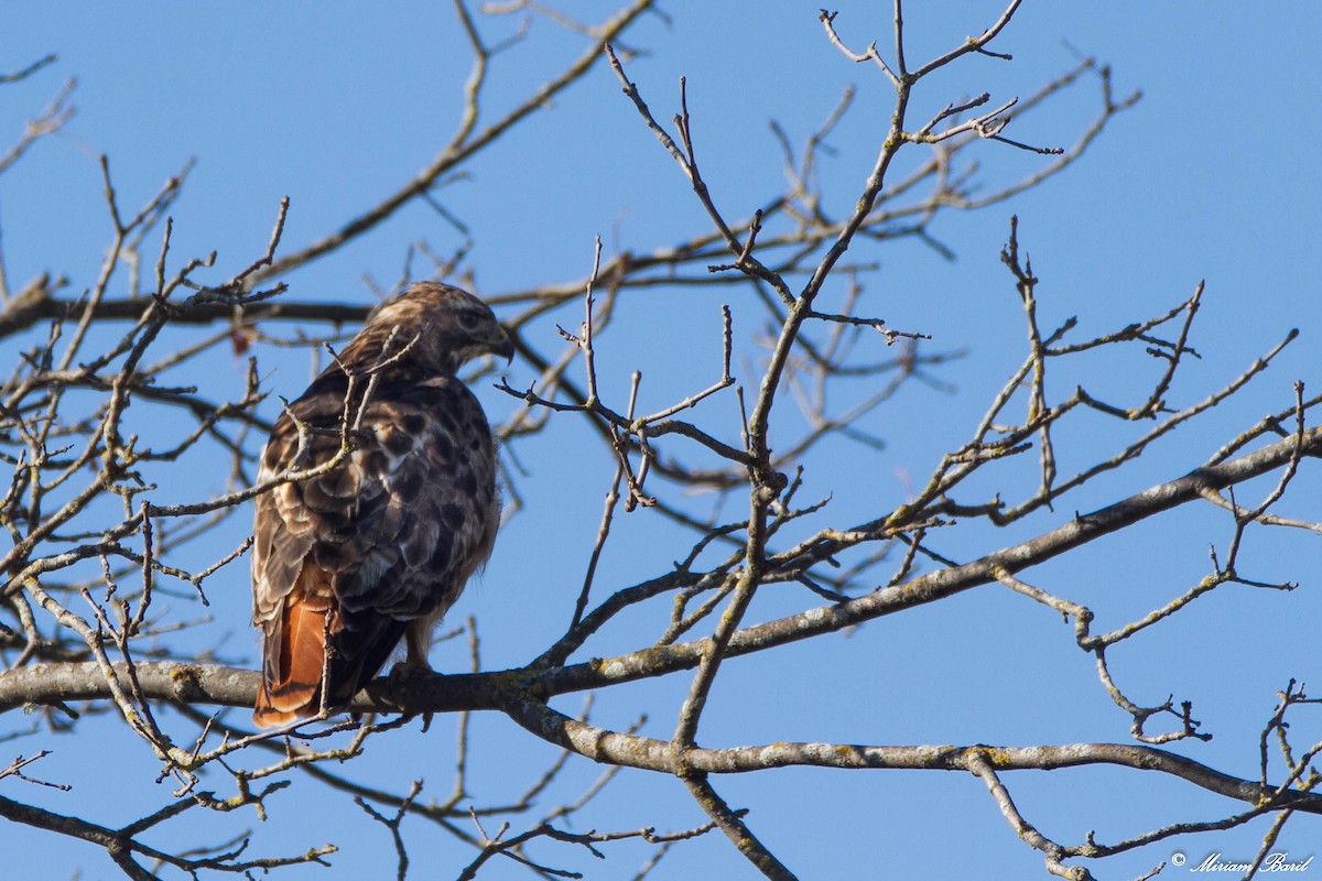 Red-tailed Hawk - ML119821771