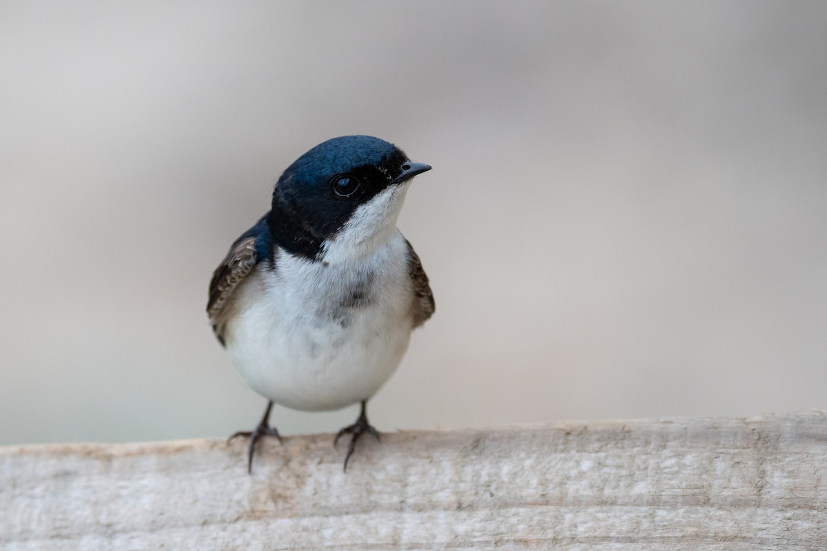Blue-and-white Swallow - ML119825651