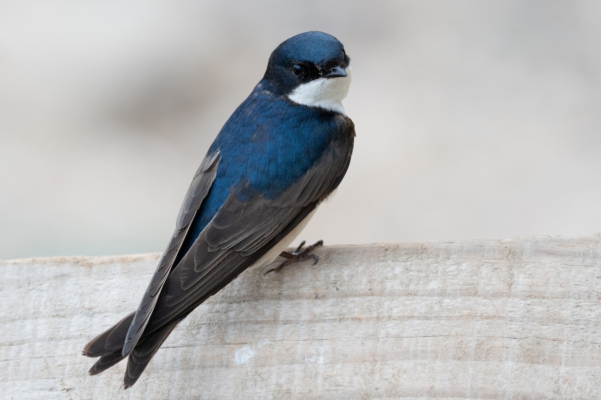 Blue-and-white Swallow - ML119825661