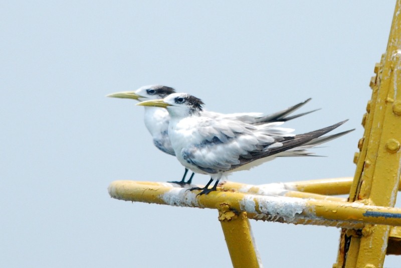 Great Crested Tern - ML119826851