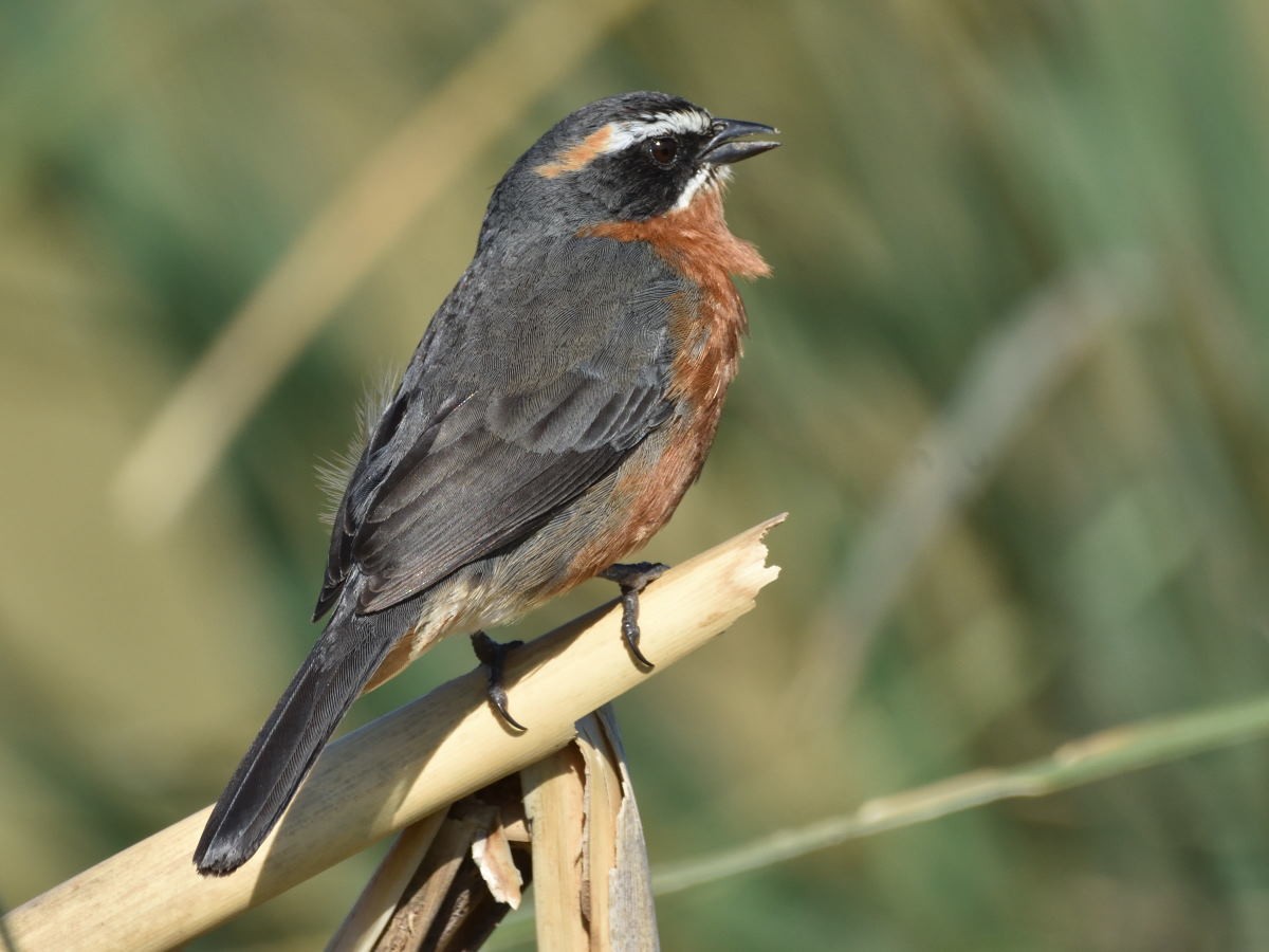 Black-and-rufous Warbling Finch - ML119827161