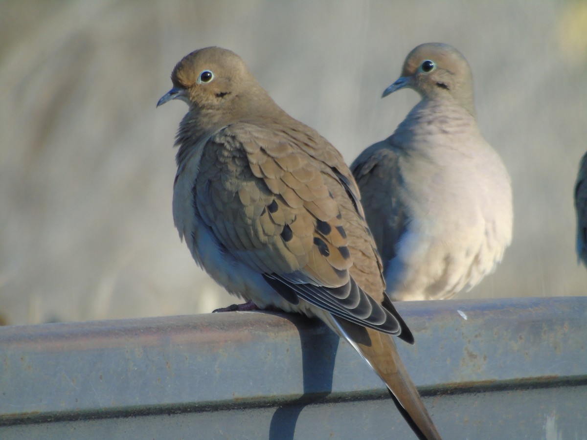 Mourning Dove - Mike & MerryLynn  Denny
