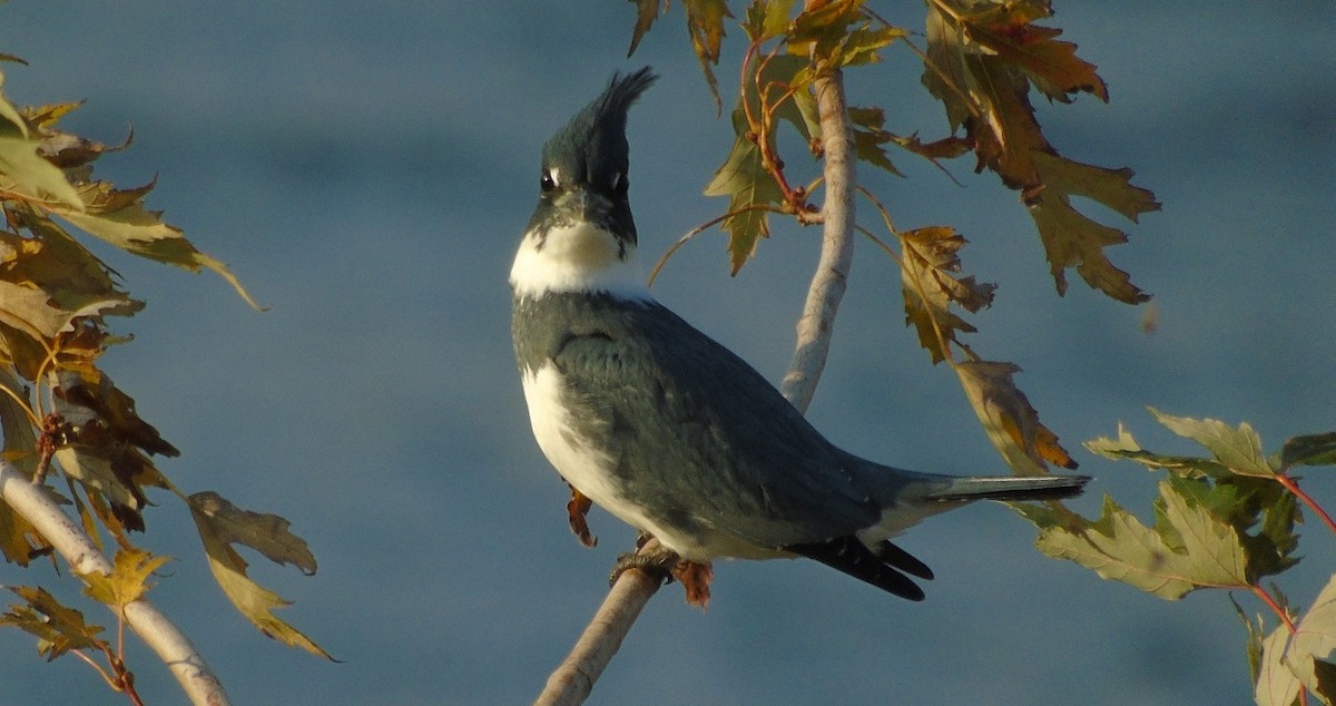 Belted Kingfisher - ML119828231
