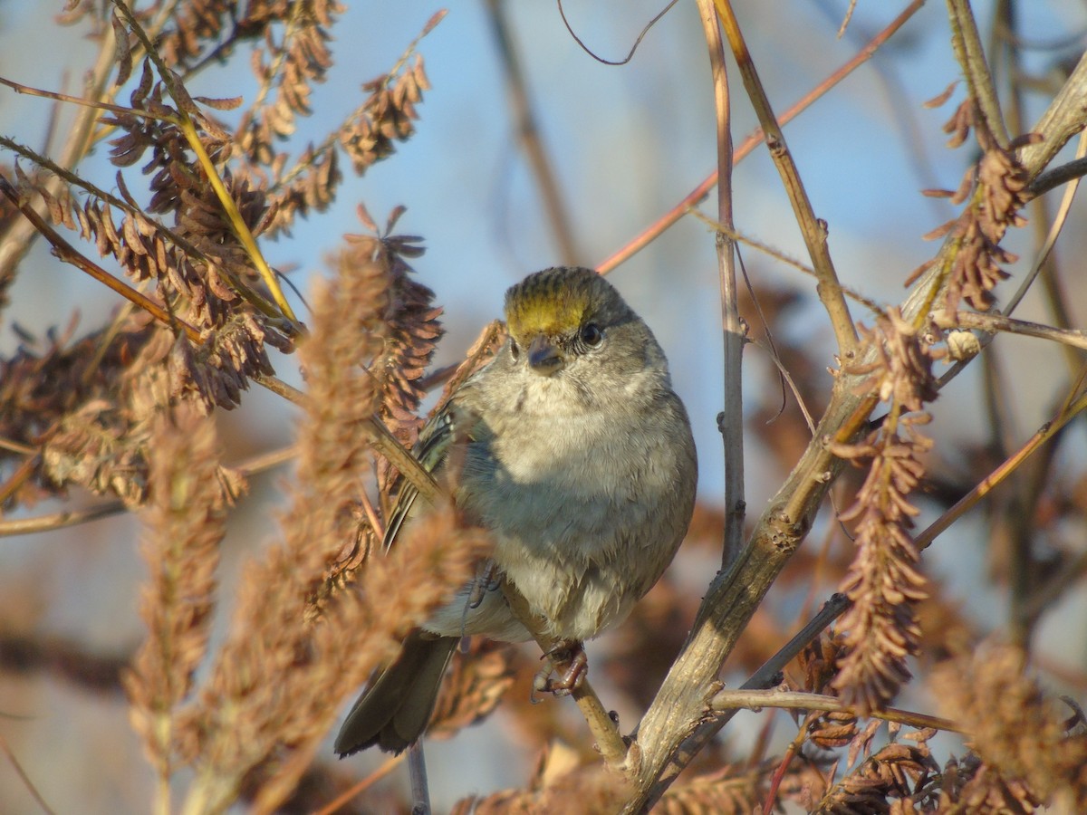 Golden-crowned Sparrow - ML119828301