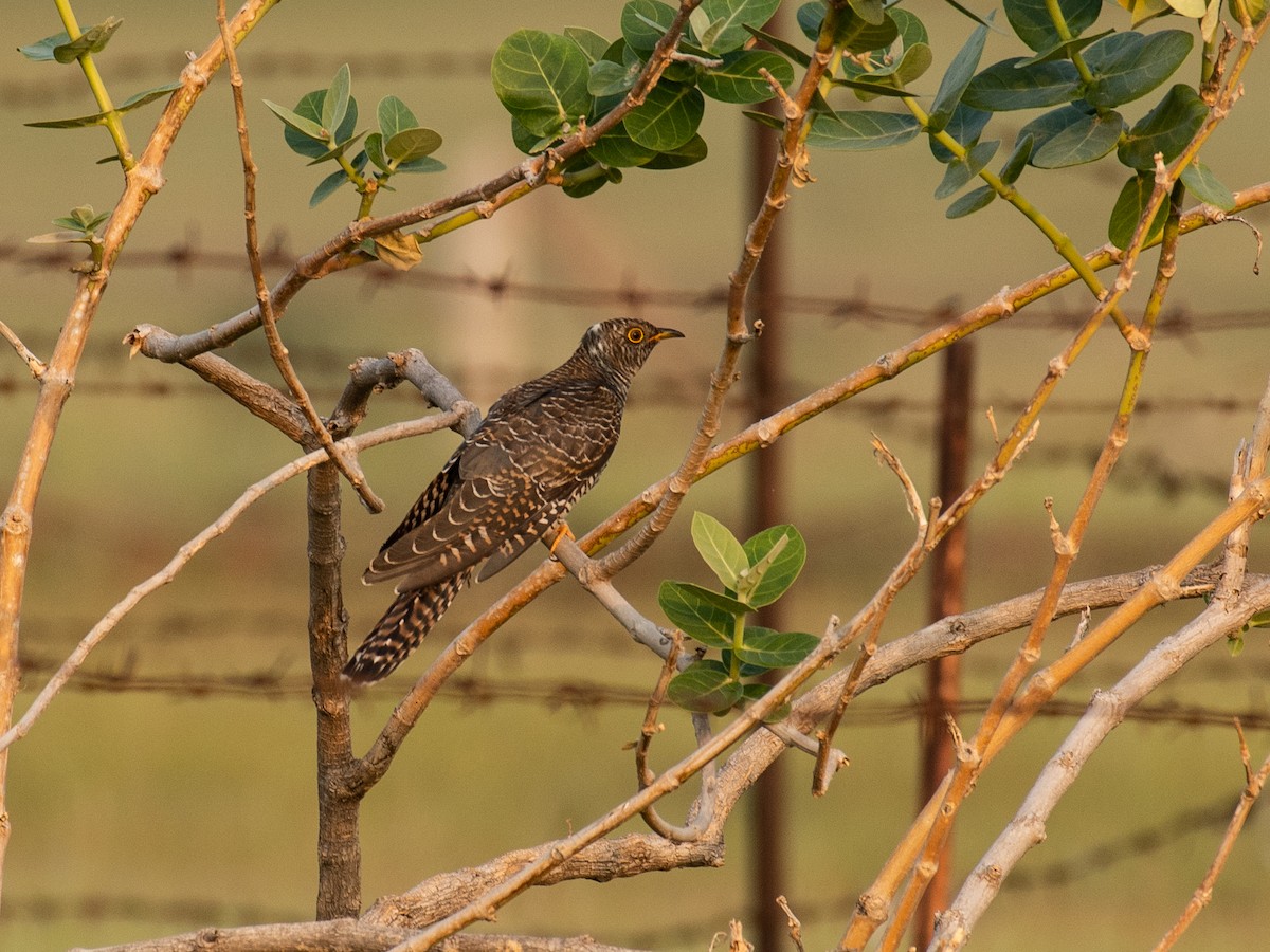 Common Cuckoo - Ritesh Dighe