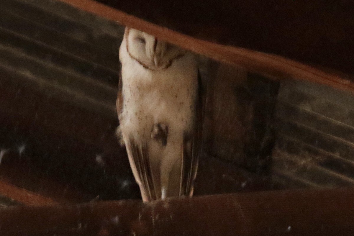 Barn Owl - Brook OConnor