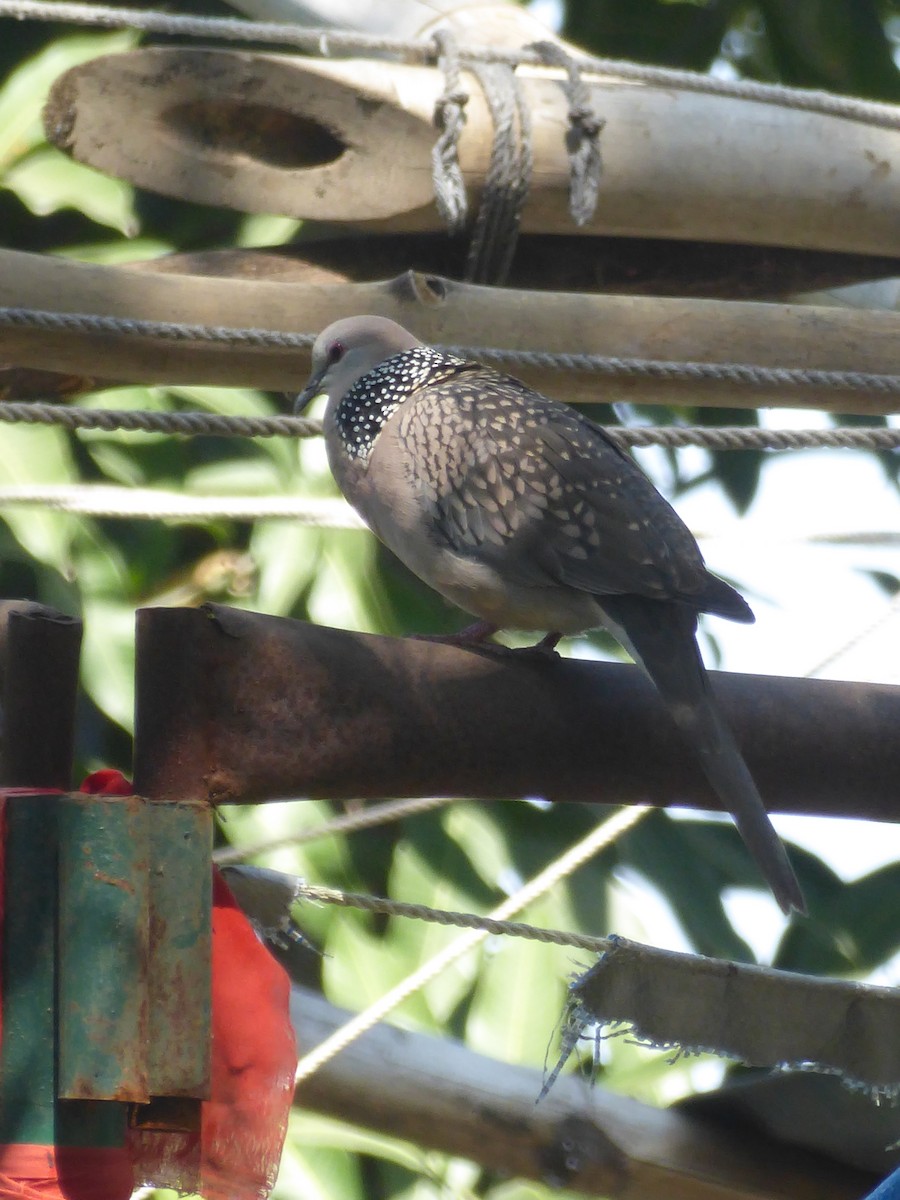 Spotted Dove - ML119829181