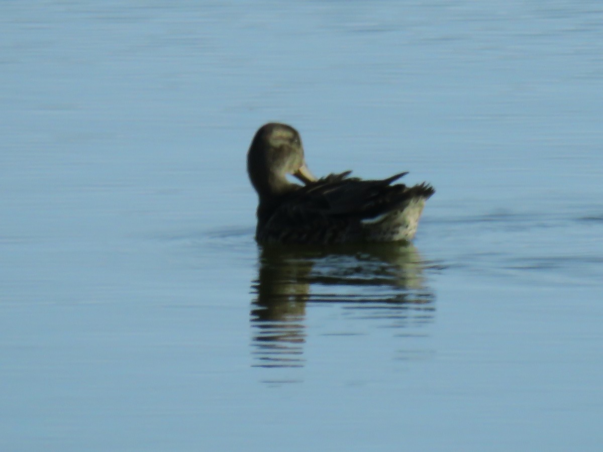 Green-winged Teal - ML119829211