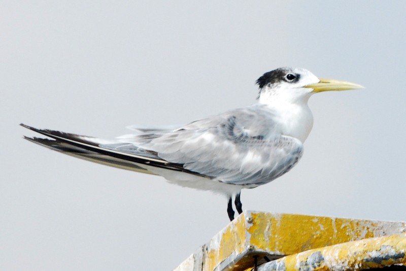 Great Crested Tern - ML119831041