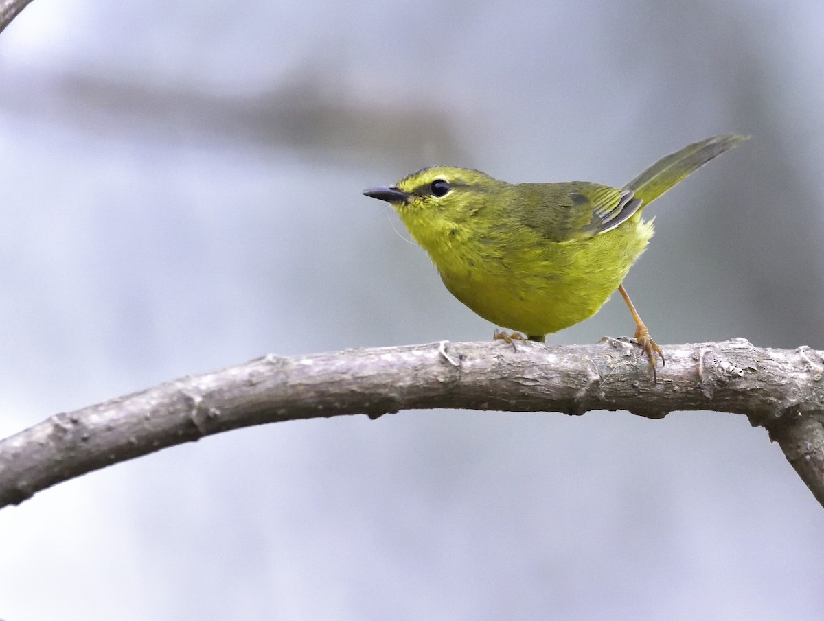 Two-banded Warbler - Miguel Ansenuza