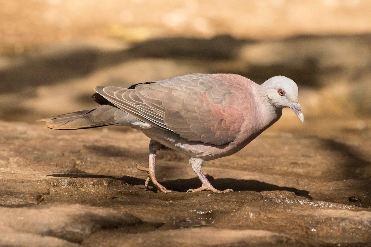Pigeon de Madagascar - ML119835031