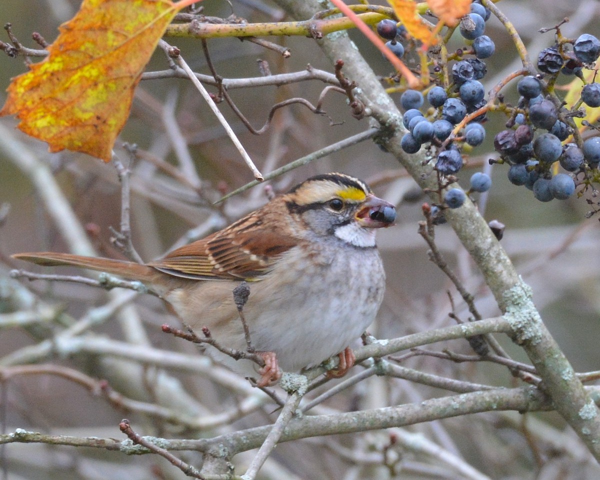 White-throated Sparrow - David Kennedy