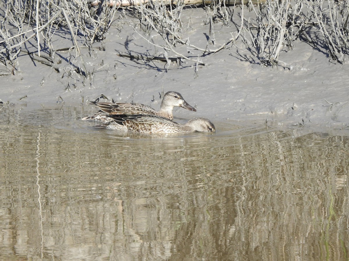 Blue-winged Teal - ML119839121