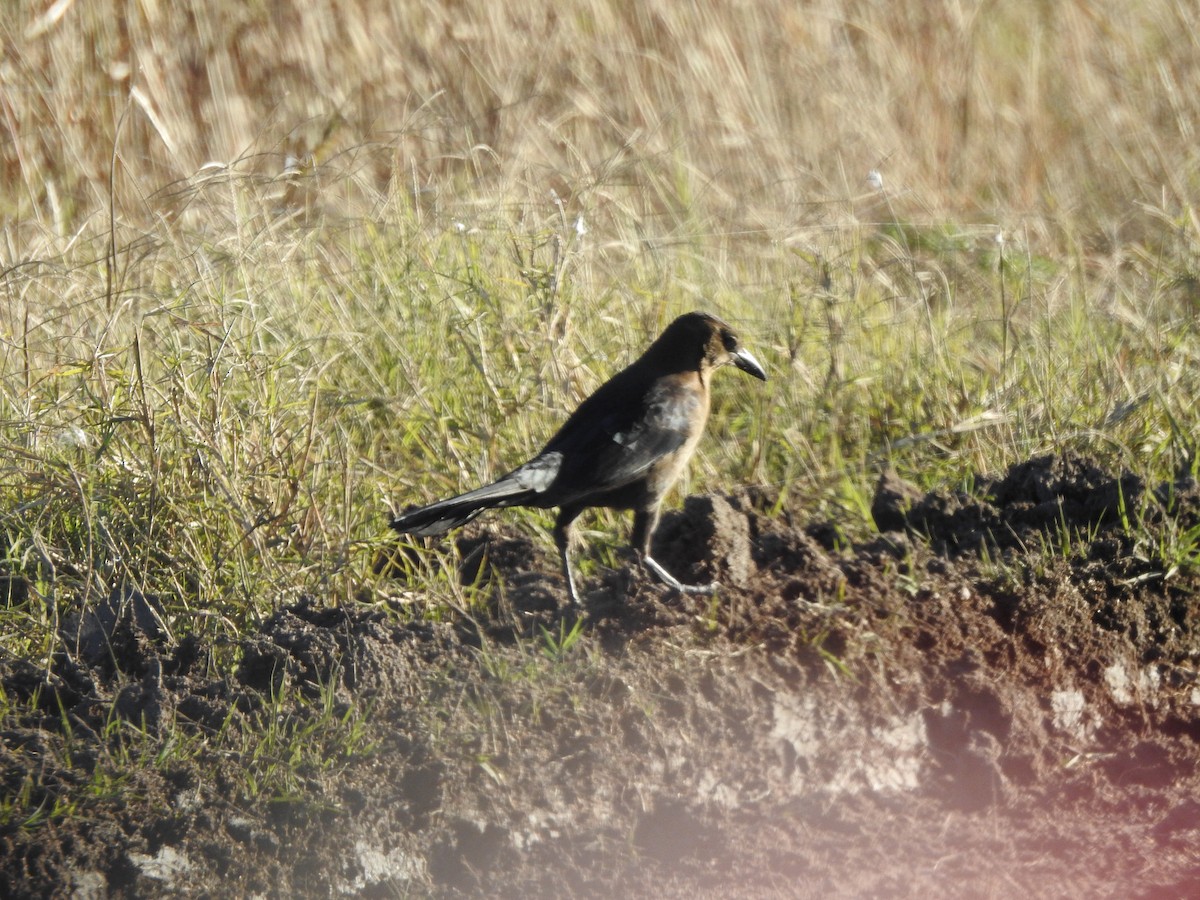 Great-tailed Grackle - ML119839501
