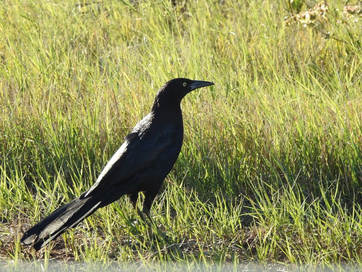 Great-tailed Grackle - ML119839511
