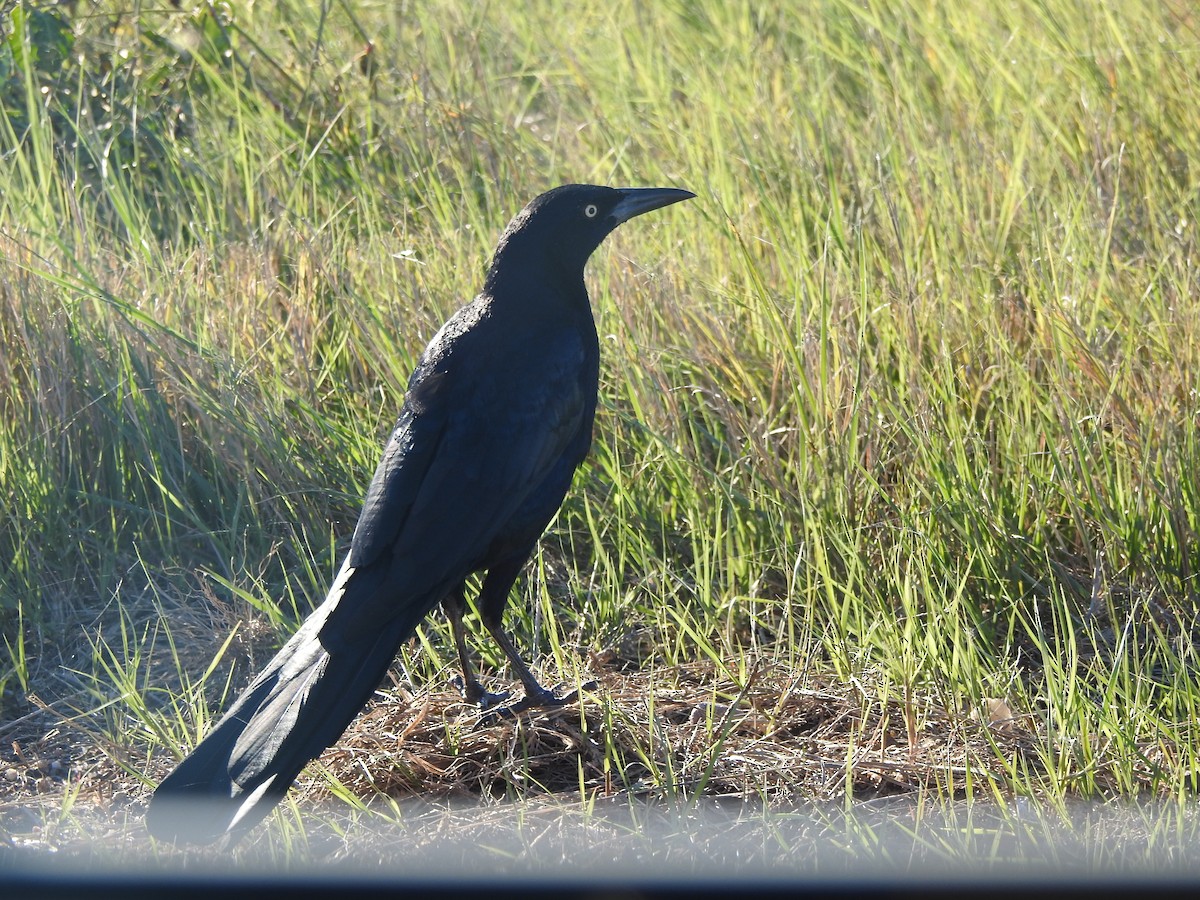 Great-tailed Grackle - ML119839551