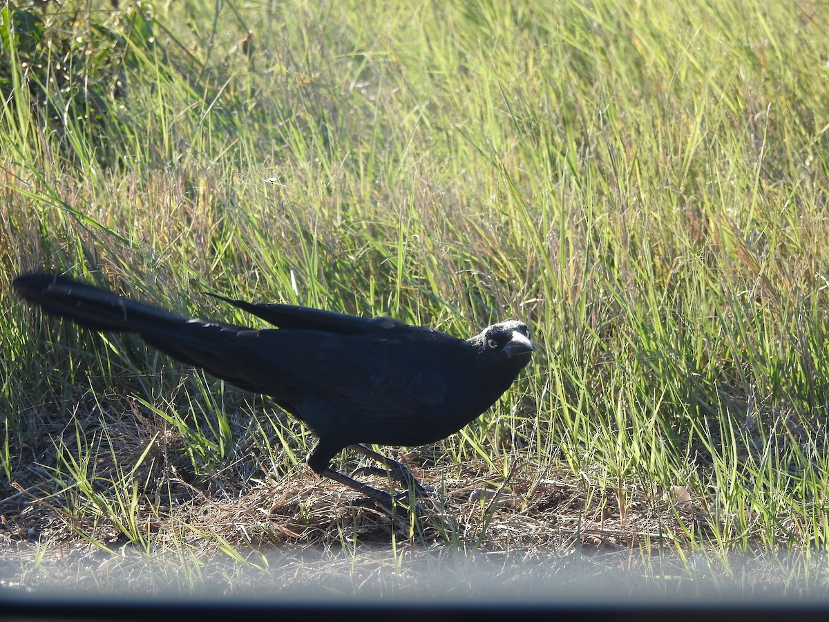 Great-tailed Grackle - ML119839561