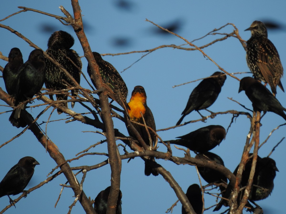 Yellow-headed Blackbird - Steven McDaniel