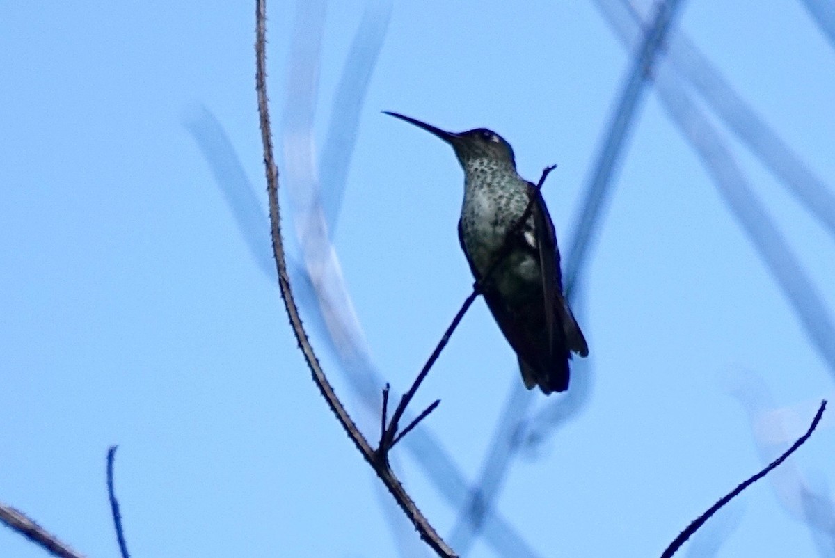 Many-spotted Hummingbird - ML119840051