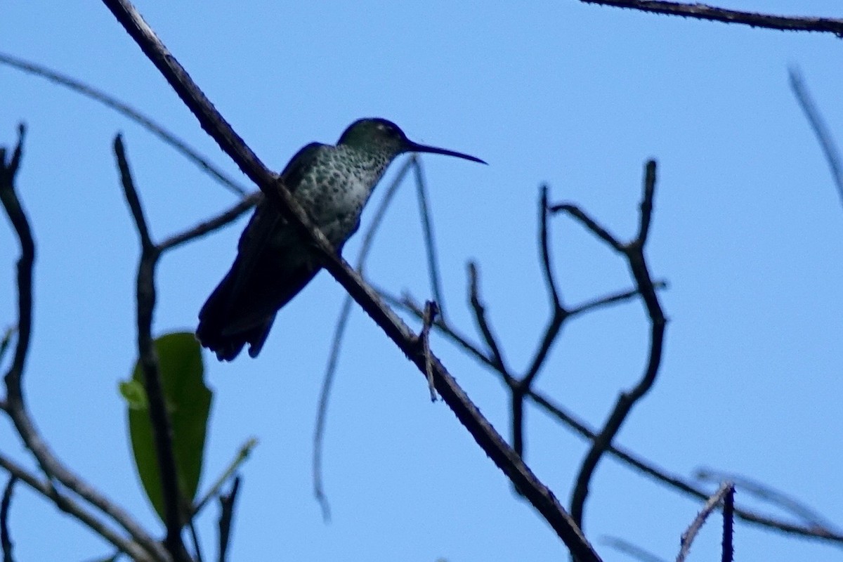 Many-spotted Hummingbird - Mathias Ritschard