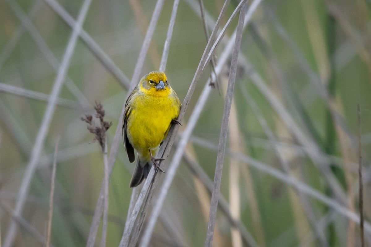 Grassland Yellow-Finch - ML119842851