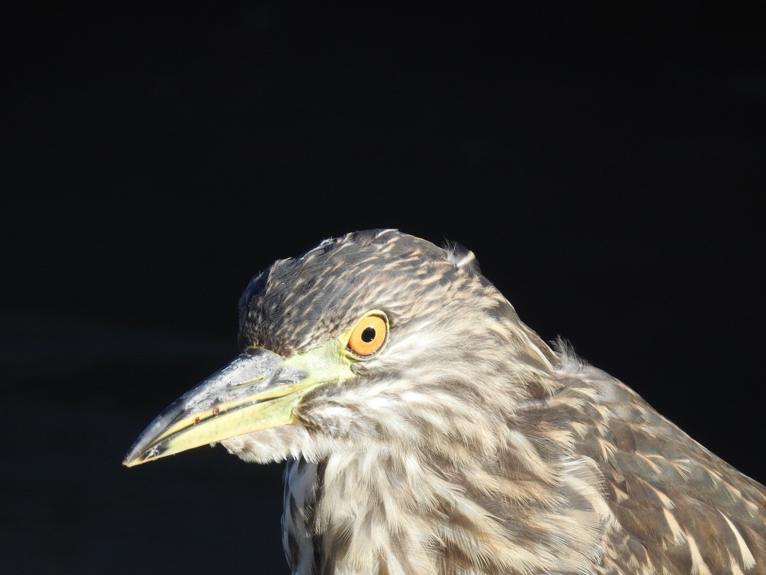 Black-crowned Night Heron - Simon Tolzmann