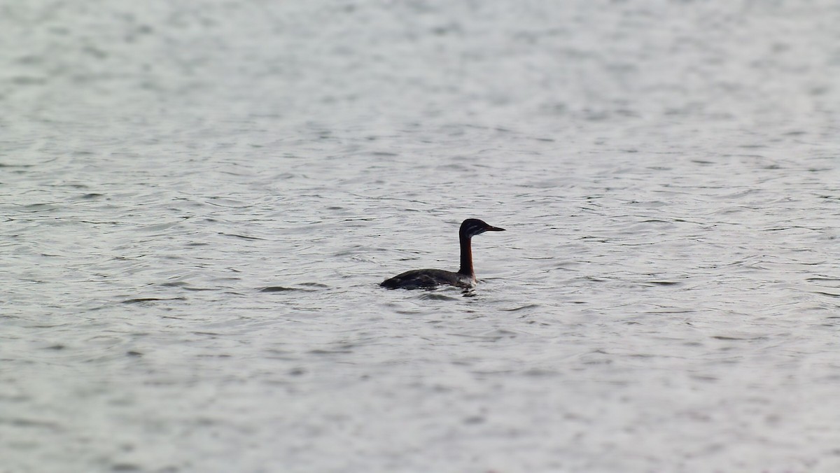 Red-necked Grebe - ML119843321