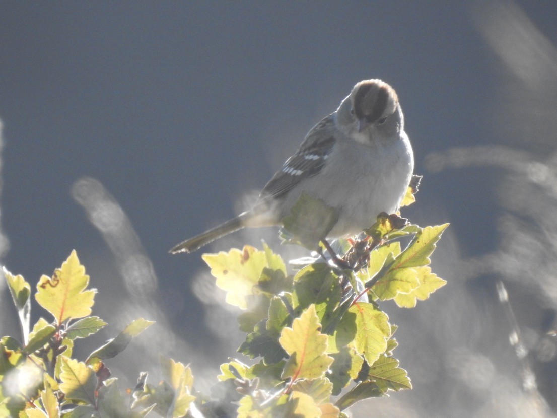 White-crowned Sparrow - Simon Tolzmann