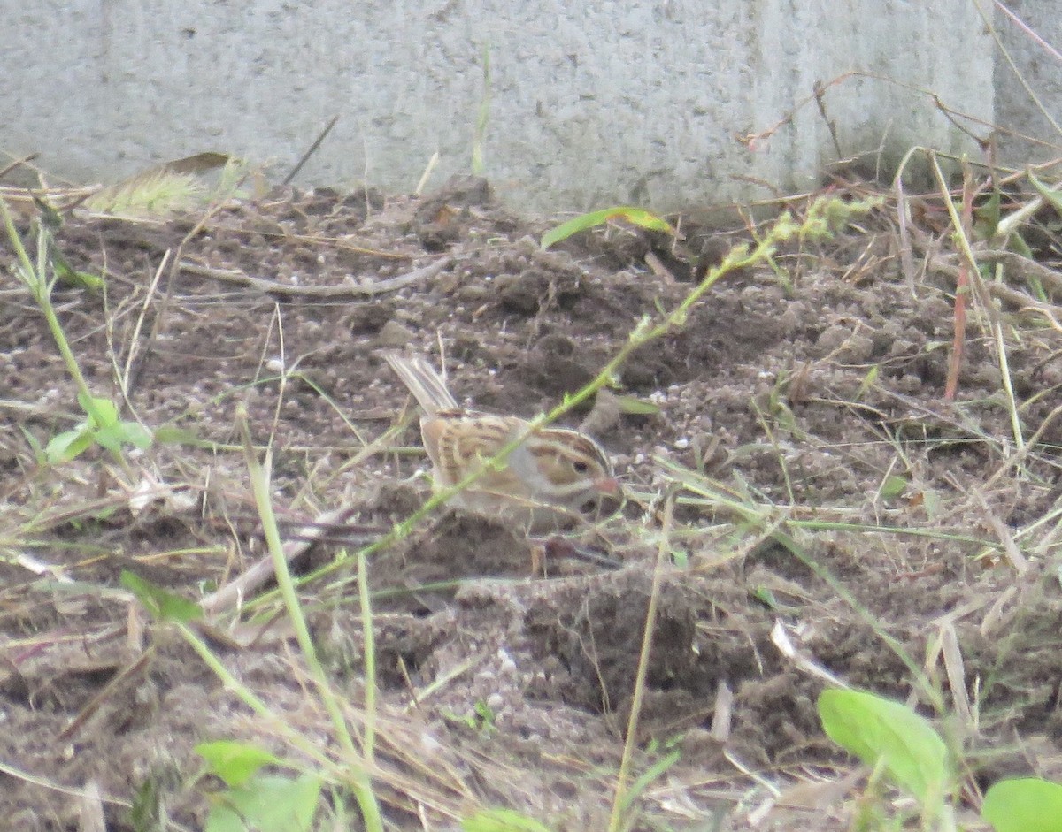 Clay-colored Sparrow - ML119845371
